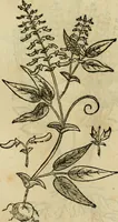 An illustration from Rerum medicarum Novae Hispaniae thesaurus, seu, Plantarum animalium mineralium Mexicanorum historia (1651)