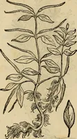An illustration from Rerum medicarum Novae Hispaniae thesaurus, seu, Plantarum animalium mineralium Mexicanorum historia (1651)