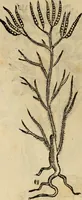 An illustration from Rerum medicarum Novae Hispaniae thesaurus, seu, Plantarum animalium mineralium Mexicanorum historia (1651)