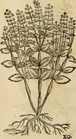 An illustration from Rerum medicarum Novae Hispaniae thesaurus, seu, Plantarum animalium mineralium Mexicanorum historia (1651)