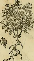 An illustration from Rerum medicarum Novae Hispaniae thesaurus, seu, Plantarum animalium mineralium Mexicanorum historia (1651)