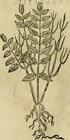 An illustration from Rerum medicarum Novae Hispaniae thesaurus, seu, Plantarum animalium mineralium Mexicanorum historia (1651)
