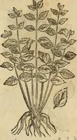 An illustration from Rerum medicarum Novae Hispaniae thesaurus, seu, Plantarum animalium mineralium Mexicanorum historia (1651)