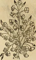 An illustration from Rerum medicarum Novae Hispaniae thesaurus, seu, Plantarum animalium mineralium Mexicanorum historia (1651)