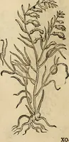 An illustration from Rerum medicarum Novae Hispaniae thesaurus, seu, Plantarum animalium mineralium Mexicanorum historia (1651)
