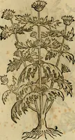 An illustration from Rerum medicarum Novae Hispaniae thesaurus, seu, Plantarum animalium mineralium Mexicanorum historia (1651)