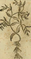 An illustration from Rerum medicarum Novae Hispaniae thesaurus, seu, Plantarum animalium mineralium Mexicanorum historia (1651)