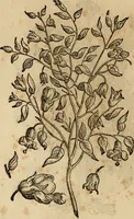 An illustration from Rerum medicarum Novae Hispaniae thesaurus, seu, Plantarum animalium mineralium Mexicanorum historia (1651)