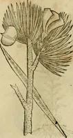 An illustration from Rerum medicarum Novae Hispaniae thesaurus, seu, Plantarum animalium mineralium Mexicanorum historia (1651)