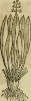 An illustration from Rerum medicarum Novae Hispaniae thesaurus, seu, Plantarum animalium mineralium Mexicanorum historia (1651)