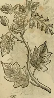 An illustration from Rerum medicarum Novae Hispaniae thesaurus, seu, Plantarum animalium mineralium Mexicanorum historia (1651)