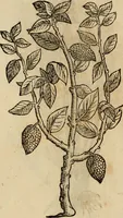 An illustration from Rerum medicarum Novae Hispaniae thesaurus, seu, Plantarum animalium mineralium Mexicanorum historia (1651)