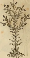 An illustration from Rerum medicarum Novae Hispaniae thesaurus, seu, Plantarum animalium mineralium Mexicanorum historia (1651)