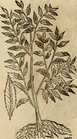 An illustration from Rerum medicarum Novae Hispaniae thesaurus, seu, Plantarum animalium mineralium Mexicanorum historia (1651)