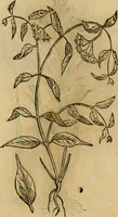 An illustration from Rerum medicarum Novae Hispaniae thesaurus, seu, Plantarum animalium mineralium Mexicanorum historia (1651)