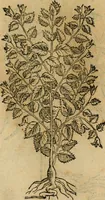 An illustration from Rerum medicarum Novae Hispaniae thesaurus, seu, Plantarum animalium mineralium Mexicanorum historia (1651)