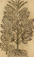 An illustration from Rerum medicarum Novae Hispaniae thesaurus, seu, Plantarum animalium mineralium Mexicanorum historia (1651)