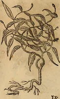 An illustration from Rerum medicarum Novae Hispaniae thesaurus, seu, Plantarum animalium mineralium Mexicanorum historia (1651)