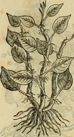 An illustration from Rerum medicarum Novae Hispaniae thesaurus, seu, Plantarum animalium mineralium Mexicanorum historia (1651)