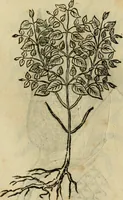 An illustration from Rerum medicarum Novae Hispaniae thesaurus, seu, Plantarum animalium mineralium Mexicanorum historia (1651)