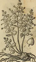 An illustration from Rerum medicarum Novae Hispaniae thesaurus, seu, Plantarum animalium mineralium Mexicanorum historia (1651)