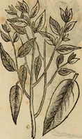 An illustration from Rerum medicarum Novae Hispaniae thesaurus, seu, Plantarum animalium mineralium Mexicanorum historia (1651)