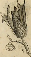An illustration from Rerum medicarum Novae Hispaniae thesaurus, seu, Plantarum animalium mineralium Mexicanorum historia (1651)