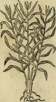 An illustration from Rerum medicarum Novae Hispaniae thesaurus, seu, Plantarum animalium mineralium Mexicanorum historia (1651)