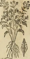 An illustration from Rerum medicarum Novae Hispaniae thesaurus, seu, Plantarum animalium mineralium Mexicanorum historia (1651)