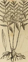 An illustration from Rerum medicarum Novae Hispaniae thesaurus, seu, Plantarum animalium mineralium Mexicanorum historia (1651)