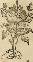 An illustration from Rerum medicarum Novae Hispaniae thesaurus, seu, Plantarum animalium mineralium Mexicanorum historia (1651)