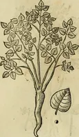 An illustration from Rerum medicarum Novae Hispaniae thesaurus, seu, Plantarum animalium mineralium Mexicanorum historia (1651)