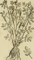 An illustration from Rerum medicarum Novae Hispaniae thesaurus, seu, Plantarum animalium mineralium Mexicanorum historia (1651)