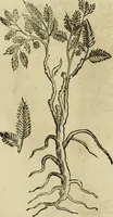 An illustration from Rerum medicarum Novae Hispaniae thesaurus, seu, Plantarum animalium mineralium Mexicanorum historia (1651)