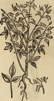 An illustration from Rerum medicarum Novae Hispaniae thesaurus, seu, Plantarum animalium mineralium Mexicanorum historia (1651)