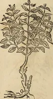 An illustration from Rerum medicarum Novae Hispaniae thesaurus, seu, Plantarum animalium mineralium Mexicanorum historia (1651)