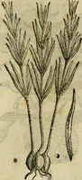 An illustration from Rerum medicarum Novae Hispaniae thesaurus, seu, Plantarum animalium mineralium Mexicanorum historia (1651)