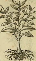 An illustration from Rerum medicarum Novae Hispaniae thesaurus, seu, Plantarum animalium mineralium Mexicanorum historia (1651)