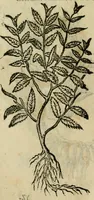 An illustration from Rerum medicarum Novae Hispaniae thesaurus, seu, Plantarum animalium mineralium Mexicanorum historia (1651)