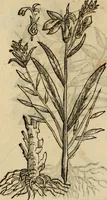 An illustration from Rerum medicarum Novae Hispaniae thesaurus, seu, Plantarum animalium mineralium Mexicanorum historia (1651)