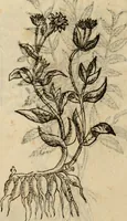 An illustration from Rerum medicarum Novae Hispaniae thesaurus, seu, Plantarum animalium mineralium Mexicanorum historia (1651)