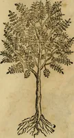 An illustration from Rerum medicarum Novae Hispaniae thesaurus, seu, Plantarum animalium mineralium Mexicanorum historia (1651)