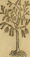 An illustration from Rerum medicarum Novae Hispaniae thesaurus, seu, Plantarum animalium mineralium Mexicanorum historia (1651)