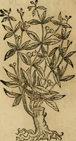 An illustration from Rerum medicarum Novae Hispaniae thesaurus, seu, Plantarum animalium mineralium Mexicanorum historia (1651)