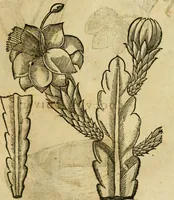 An illustration from Rerum medicarum Novae Hispaniae thesaurus, seu, Plantarum animalium mineralium Mexicanorum historia (1651)