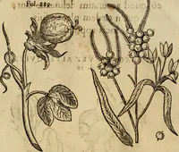 An illustration from Rerum medicarum Novae Hispaniae thesaurus, seu, Plantarum animalium mineralium Mexicanorum historia (1651)