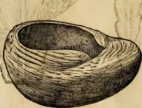 An illustration from Rerum medicarum Novae Hispaniae thesaurus, seu, Plantarum animalium mineralium Mexicanorum historia (1651)