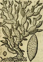An illustration from Rerum medicarum Novae Hispaniae thesaurus, seu, Plantarum animalium mineralium Mexicanorum historia (1651)
