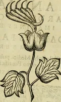 An illustration from Rerum medicarum Novae Hispaniae thesaurus, seu, Plantarum animalium mineralium Mexicanorum historia (1651)