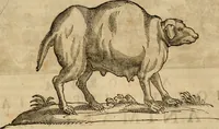 An illustration from Rerum medicarum Novae Hispaniae thesaurus, seu, Plantarum animalium mineralium Mexicanorum historia (1651)